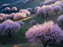 數九待春歸，亞歐果仁香